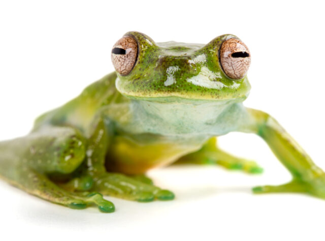 Maycú Torrent Frog